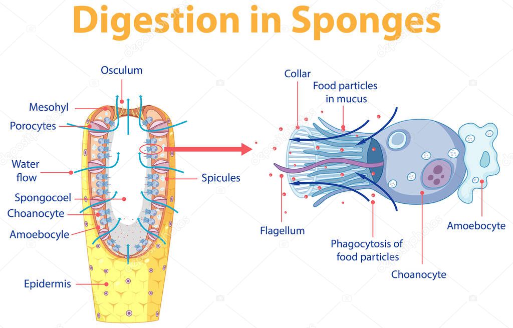 Diagram showing digestion in sponges illustration