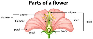 Çiçek illüstrasyonunun farklı bir bölümünün diyagramı