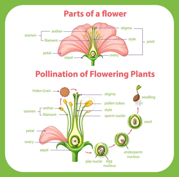 Diagram Pollination Flowering Plants Illustration Stock Vector Image by
