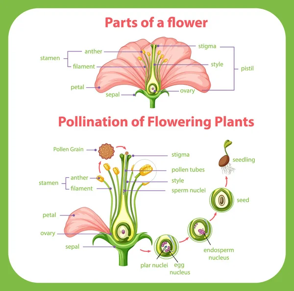 Çiçek Açan Bitkilerin Çizimlerinin Diyagramı — Stok Vektör