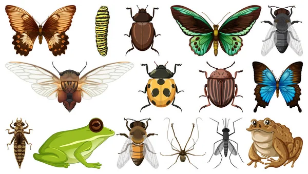 Verschillende Insecten Collectie Geïsoleerd Witte Achtergrond Illustratie — Stockvector