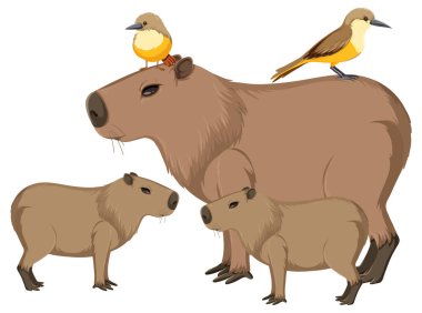 Vücut gösteriminde sevimli kuşları olan wombatlar.