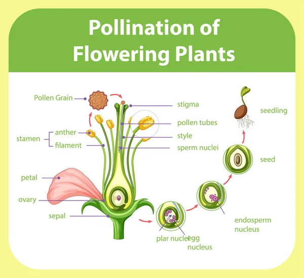 Diagram Över Pollinering Blommande Växter Illustration — Stock vektor