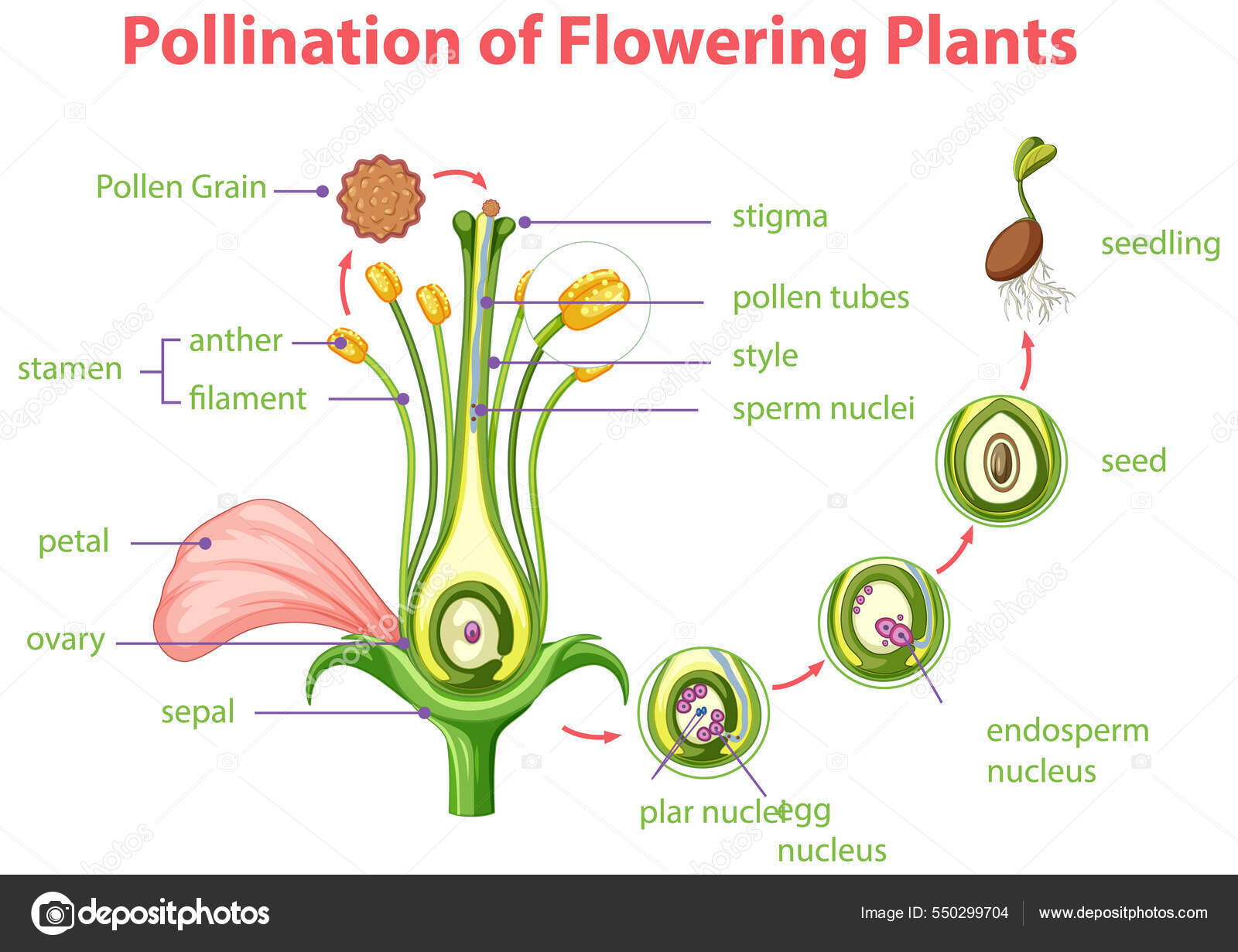Pollination cycle diagram