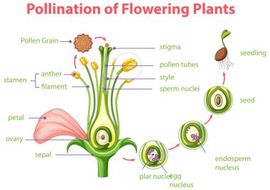 Çiçek açan bitkilerin çizimlerinin diyagramı