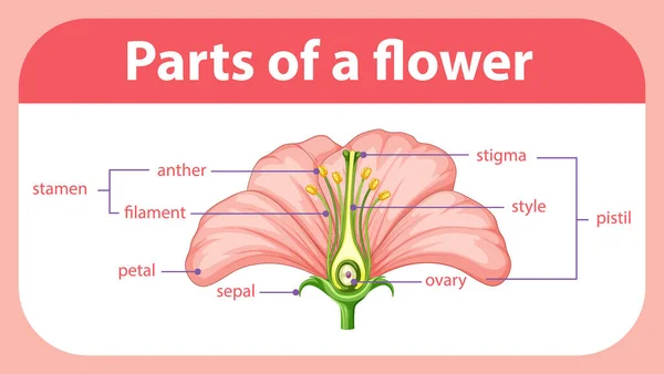 Diagram Showing Different Parts Flower Illustration — Stock Vector