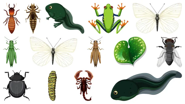 Différentes Collections Insectes Isolés Sur Fond Blanc Illustration — Image vectorielle