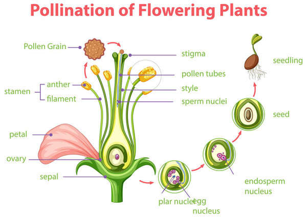 Diagram of pollination of flowering plants illustration
