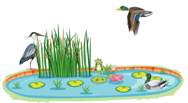 池のイラストで多くの鳥 — ストックベクタ