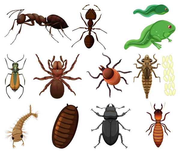 Different Kinds Insects Animals White Background Illustration — Stock Vector