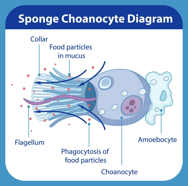 Diagramma Che Mostra Digestione Spugne Illustrazione — Vettoriale Stock