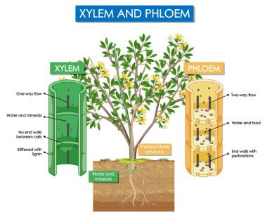 Diagram showing xylem and phloem plant illustration clipart