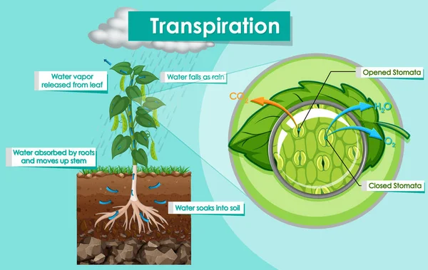 Illustrazione Diagramma Impianto Traspirante — Vettoriale Stock