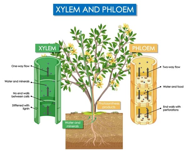 Xylem Phloem Bitkisinin Çizimlerini Gösteren Diyagram — Stok Vektör