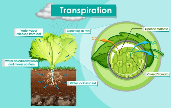 Diagrama Que Muestra Ilustración Planta Transpiración — Archivo Imágenes Vectoriales