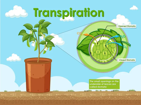Schéma Transpirace Ilustraci Rostlin — Stockový vektor