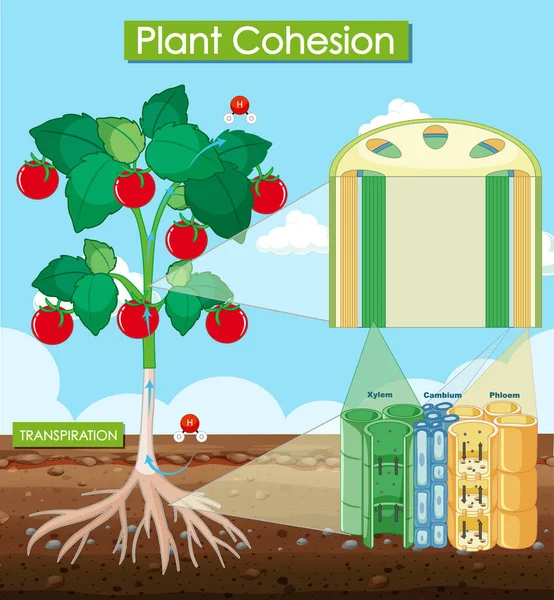 Diagram Showing Plant Cohesion Illustration — Stock Vector