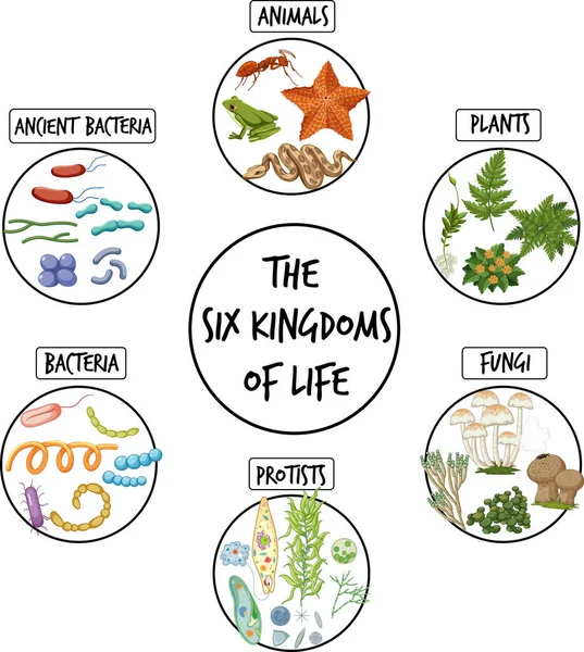 Diagrama Mostrando Seis Reinos Ilustração Vida —  Vetores de Stock