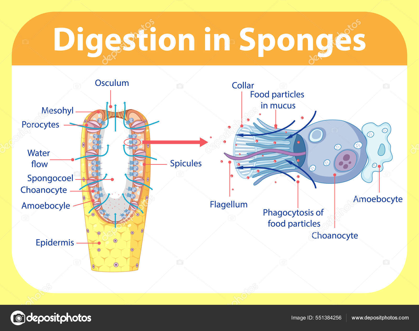 Diagram Showing Digestion Sponges Illustration Stock Vector by