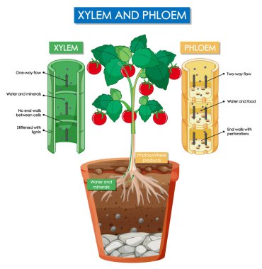 xylem ve phloem bitkisinin çizimlerini gösteren diyagram