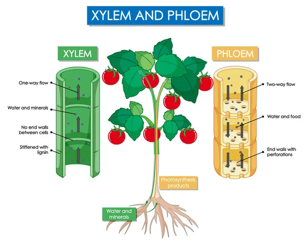 Schéma Illustrant Les Plantes Xylème Phloème — Image vectorielle