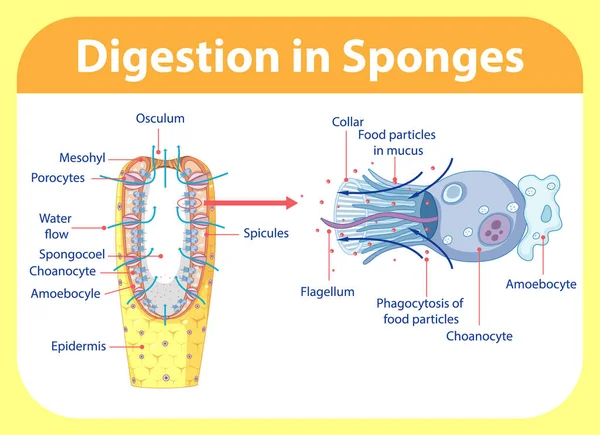 Diagramma Che Mostra Digestione Spugne Illustrazione — Vettoriale Stock