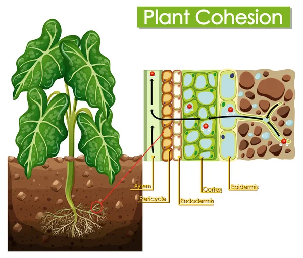 Illustrazione Dello Schema Coesione Vegetale — Vettoriale Stock