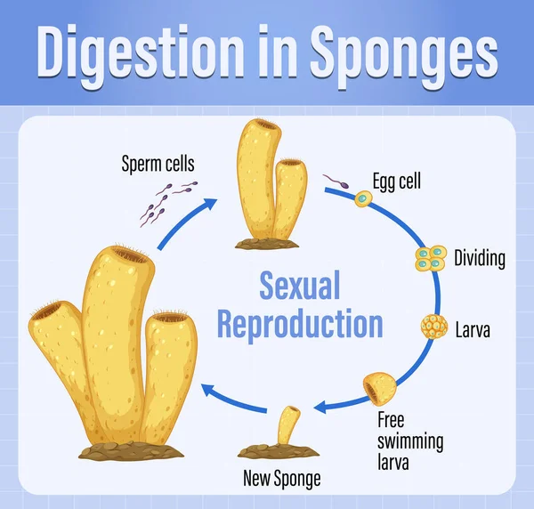 Diagramme Montrant Digestion Dans Les Éponges Illustration — Image vectorielle