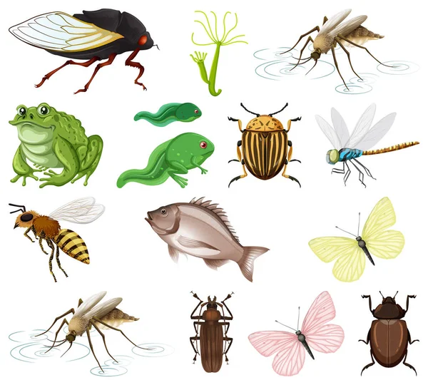 Diferentes Tipos Insectos Animales Sobre Fondo Blanco Ilustración — Archivo Imágenes Vectoriales