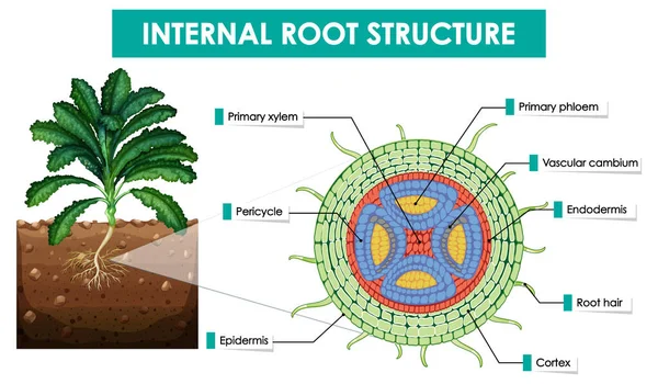 Schéma Illustrant Structure Interne Des Racines — Image vectorielle