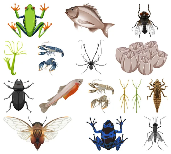 不同种类的昆虫和动物的白色背景说明 — 图库矢量图片
