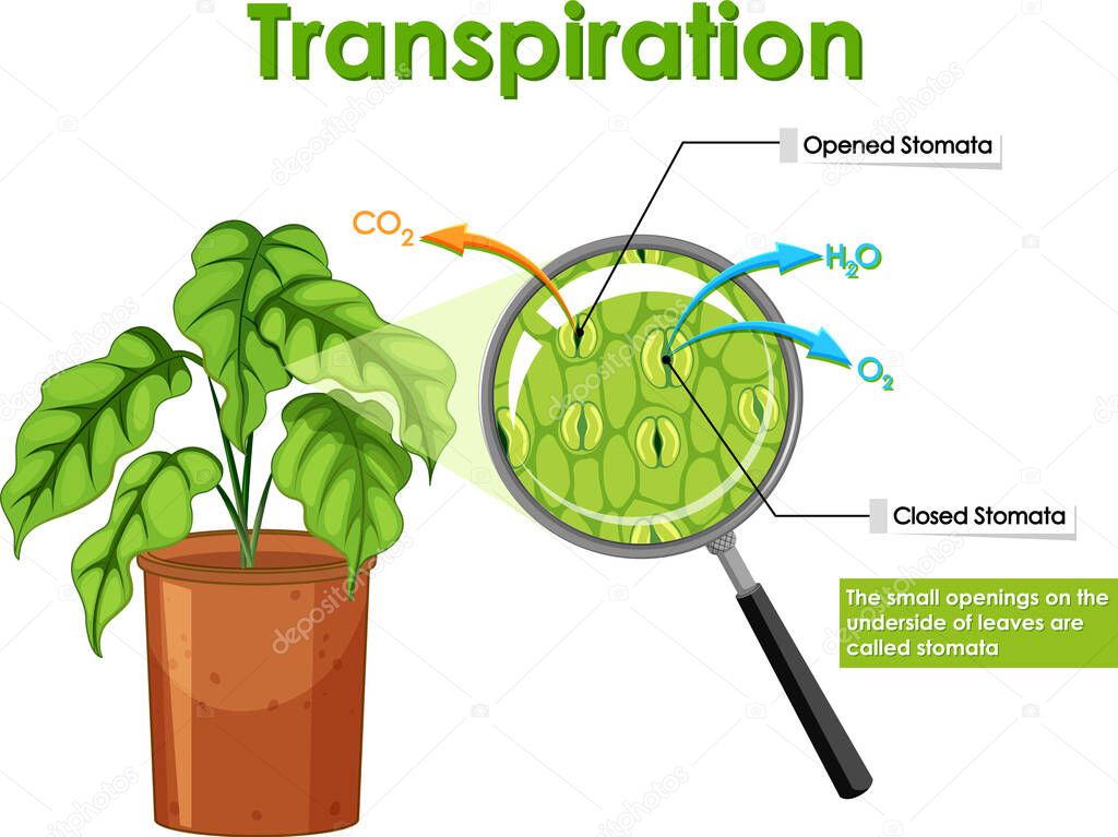 Transpiration in plant on white background illustration