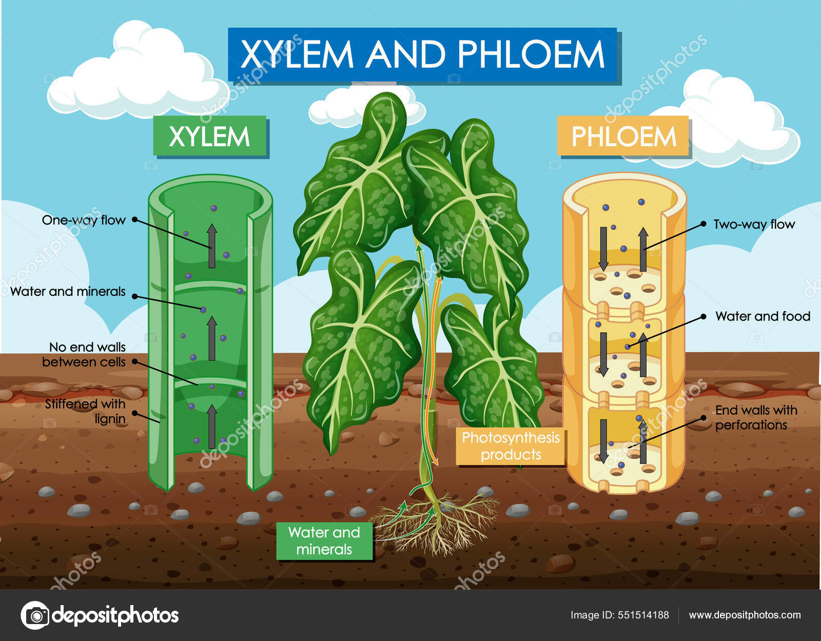 Diagram Showing Xylem Phloem Plant Illustration Stock Vector by ...