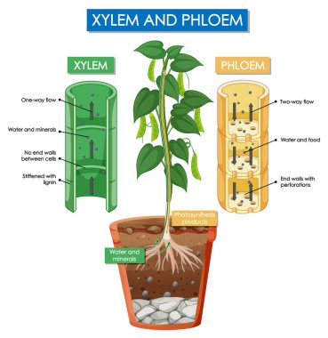 xylem ve phloem bitkisinin çizimlerini gösteren diyagram