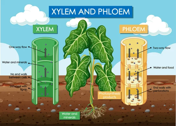 显示木质部和韧皮部植物图解的图表 — 图库矢量图片