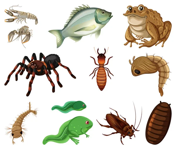 Verschillende Soorten Insecten Dieren Witte Achtergrond Illustratie — Stockvector
