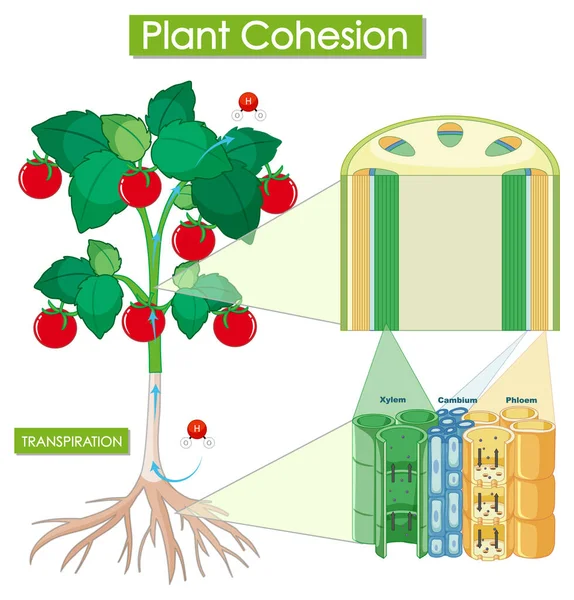 Diagram Znázorňující Ilustraci Koheze Rostlin — Stockový vektor