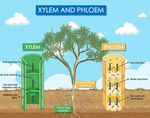 Xylem Phloem Növényi Illusztrációt Bemutató Diagram — Stock Vector