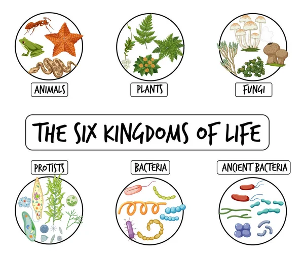Diagrama Que Muestra Seis Reinos Vida Ilustración — Vector de stock
