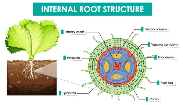 Diagrama Que Muestra Ilustración Estructura Raíz Interna — Vector de stock