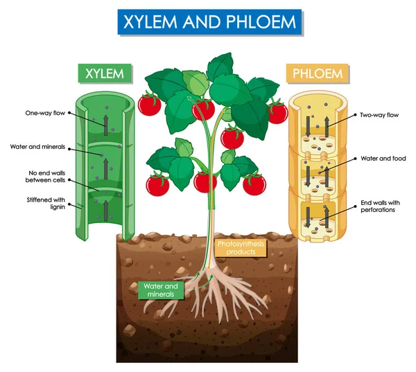 Diagrama Que Muestra Ilustración Xilema Planta Floema — Archivo Imágenes Vectoriales