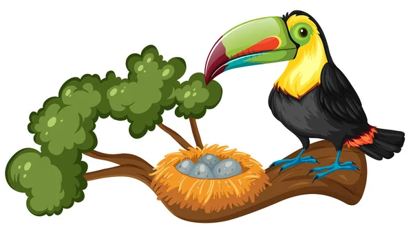 Toucan Και Φωλιά Πουλιών Στην Απεικόνιση Κλάδο — Διανυσματικό Αρχείο