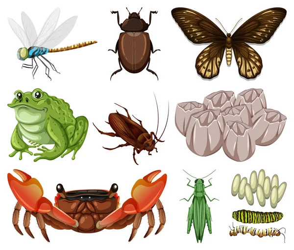 Diferentes Tipos Insectos Animales Sobre Fondo Blanco Ilustración — Archivo Imágenes Vectoriales