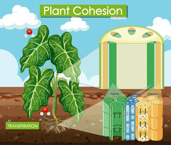 Diagrama Que Muestra Ilustración Cohesión Vegetal — Archivo Imágenes Vectoriales