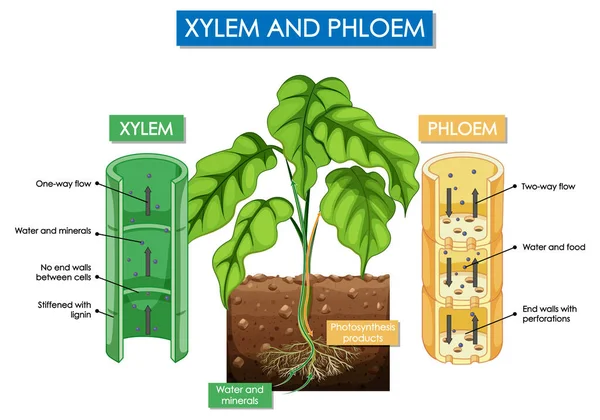Xylem Phloem Bitkisinin Çizimlerini Gösteren Diyagram — Stok Vektör