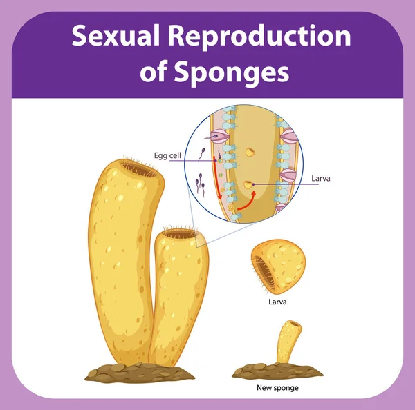 Diagram Showing Reproduction Sponges Illustration — Stock Vector