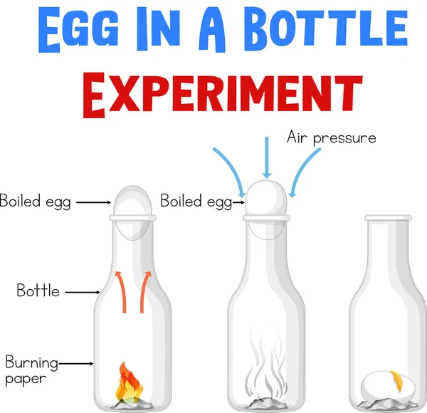 Diagrama Que Muestra Experimento Con Ilustración Huevos — Vector de stock