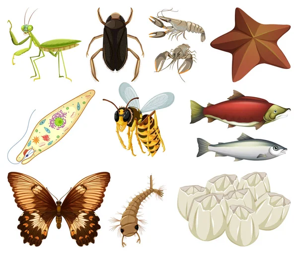 Verschiedene Arten Von Insekten Und Tieren Auf Weißem Hintergrund — Stockvektor