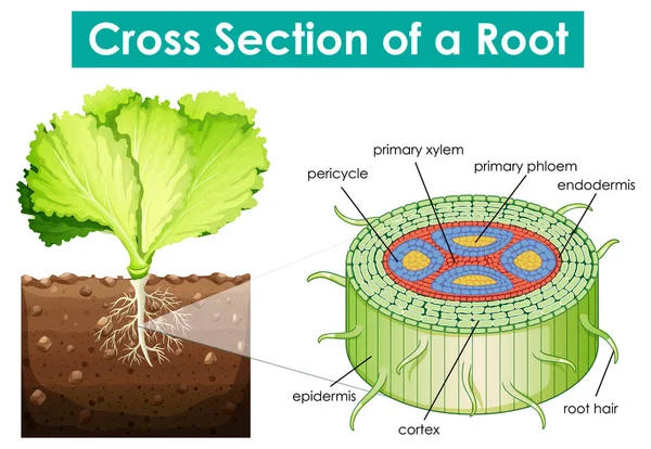 Schema Che Mostra Sezione Trasversale Illustrazione Radice — Vettoriale Stock