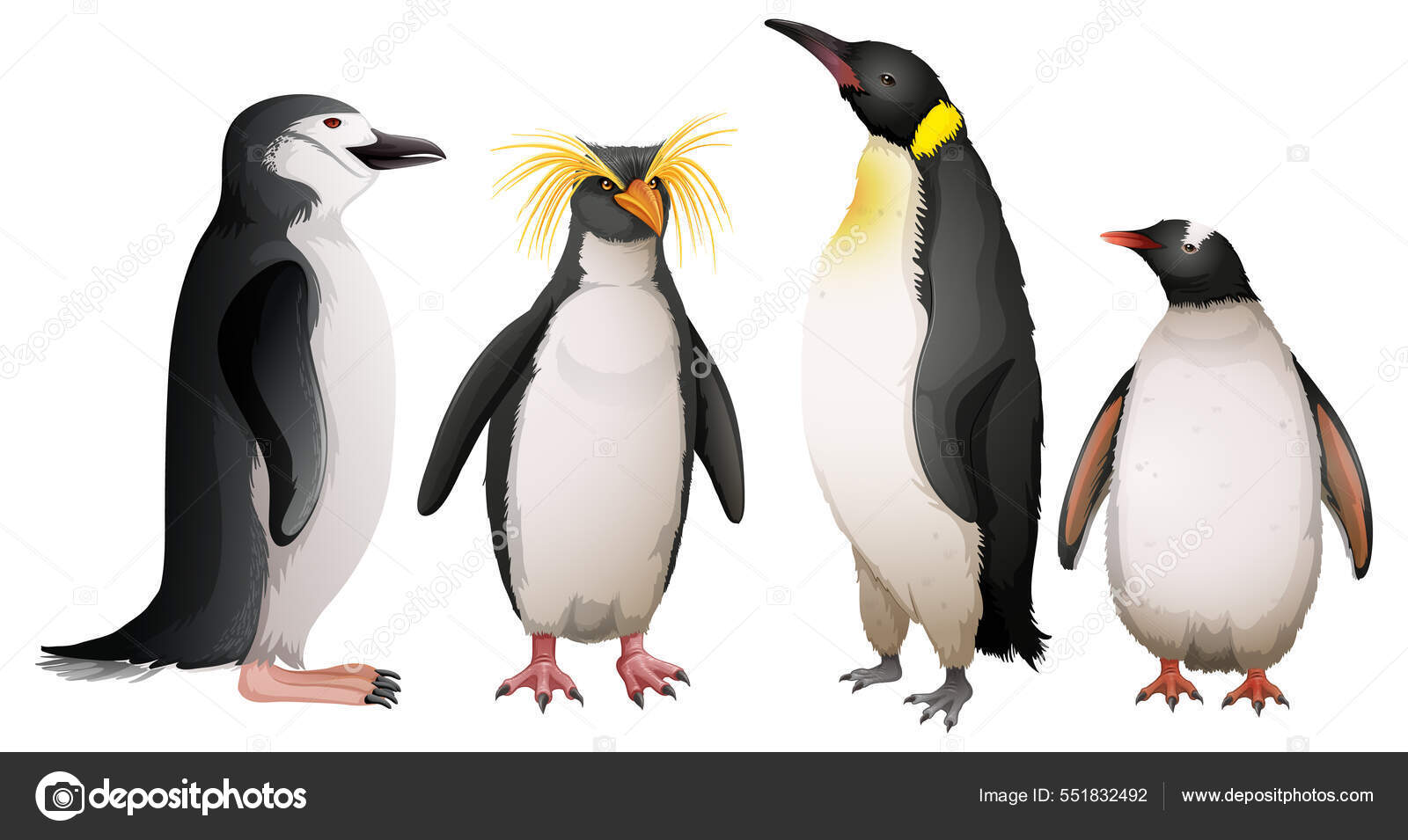 Different Types Penguins Illustration Stock Vector Image by